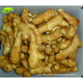 Kosher Laiwu Varieties Of Ginger